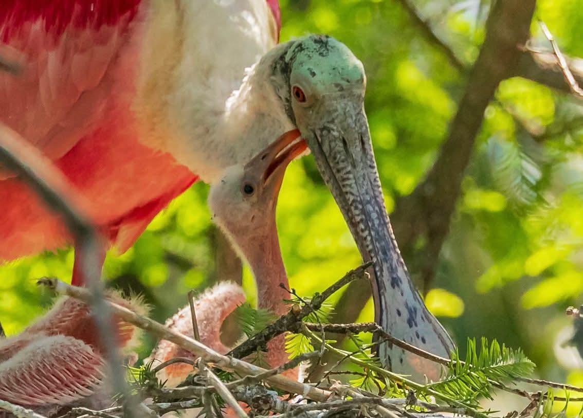 Roseate Spoonbill family nesting in St. Simons Island - Seasonal Newsletter wildlife photography